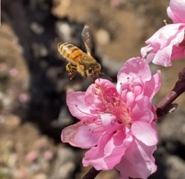 ミチバチレディー♪